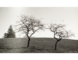 000591_bwneg.jpg