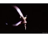 000682_colneg.jpg